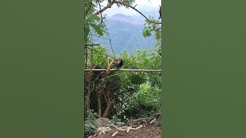 gà rừng giải nhất bây đập cánh cực xong.qaib qus ya ntxuaj ti zoo tiag tiag