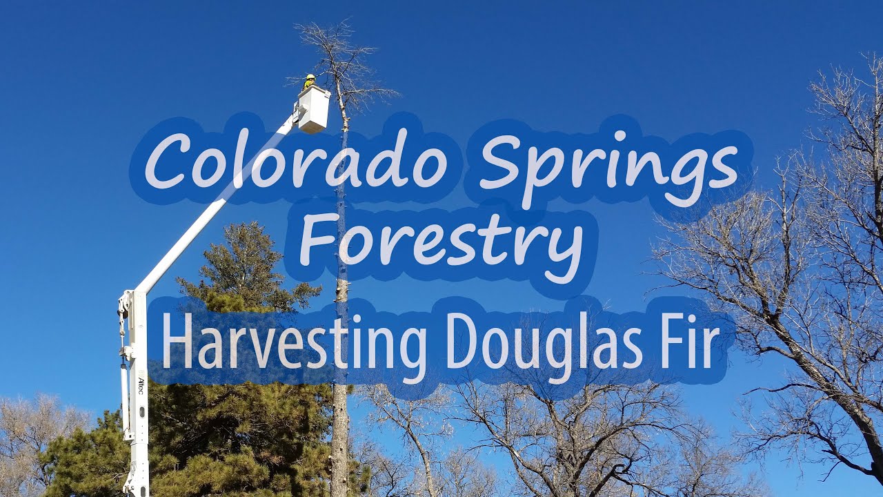 Colorado Springs Forestry Harvesting Douglas Fir YouTube