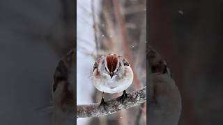 Fluffy American Tree Sparrow Unbothered by Michigan Blizzard ❄️🐦