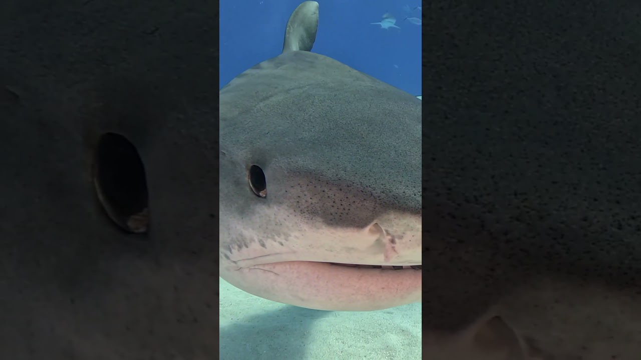 Tiger Shark closeup 