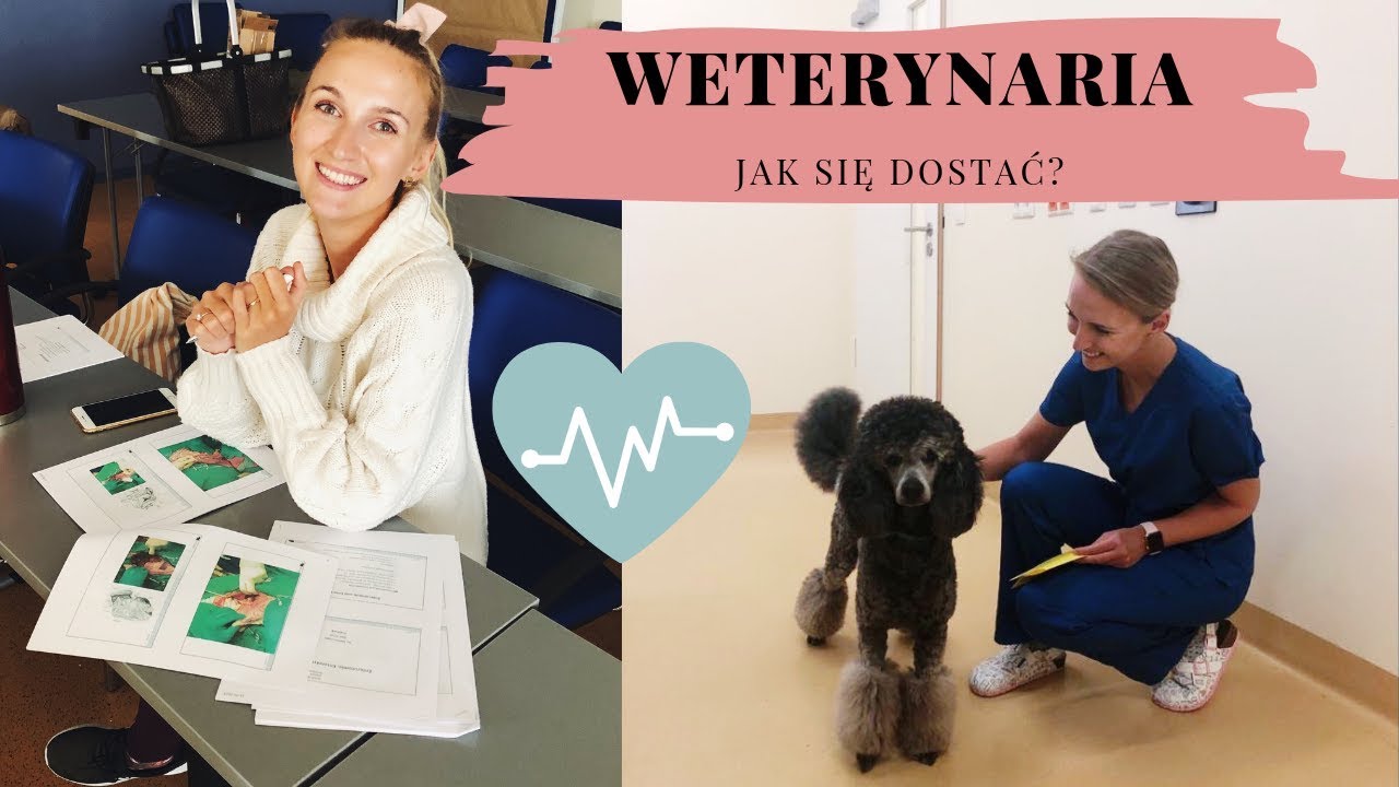 CZY VET-STUDIA SĄ CIĘŻKIE? DLACZEGO?