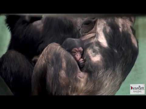 Kleine chimpansee is