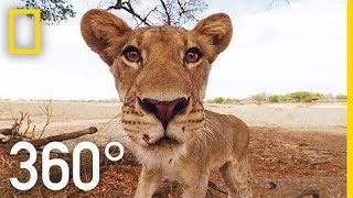 Lions_360°___National_Geographic