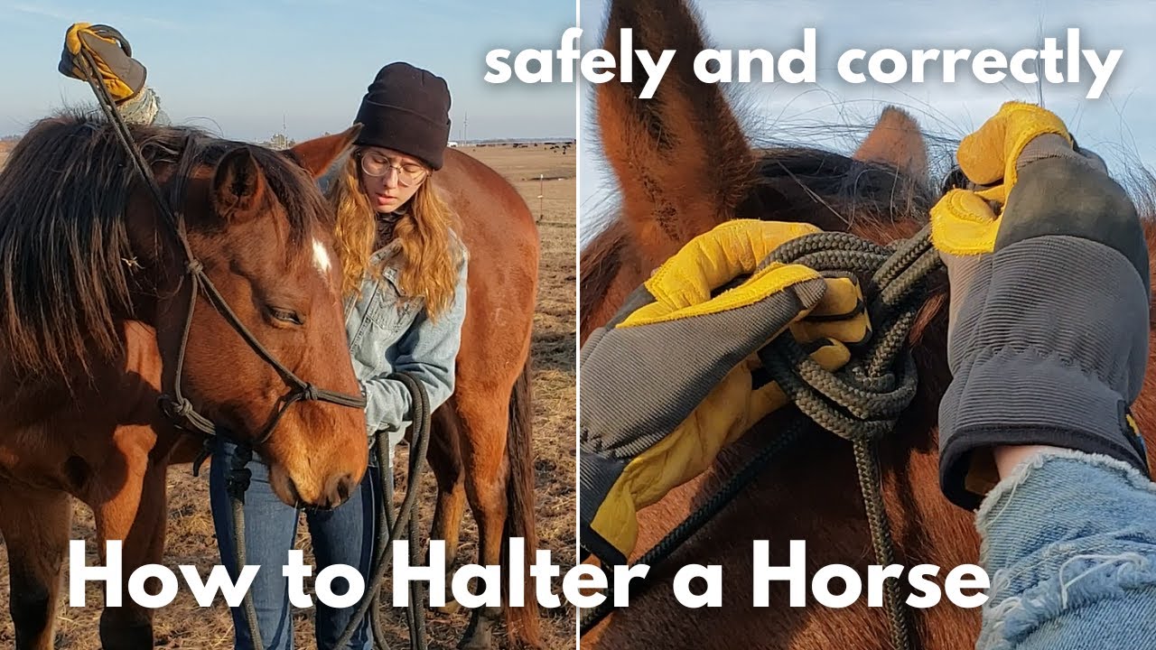 How to Halter a Horse Safely and Correctly Horses for Beginners YouTube