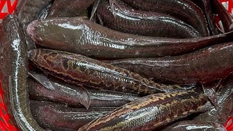 Đặt lờ cá lóc ngoài ruộng lúa và kết quả không ngờ dính nhiều cá đến thế