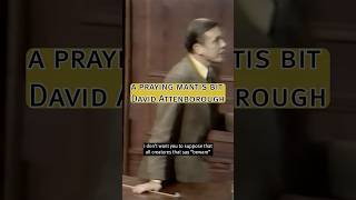 The time a praying mantis had a go at David Attenborough #shorts #davidattenborough #prayingmantis