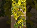 The golden shower tree|| अमलतास ||ગરમાળો. A perfect example of beauty with brain.