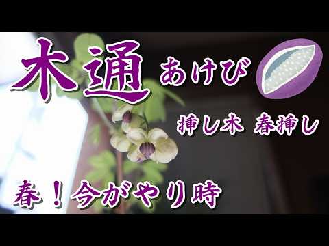 Akebia (Akebia quinata) - Cuttings of the five-leaved white