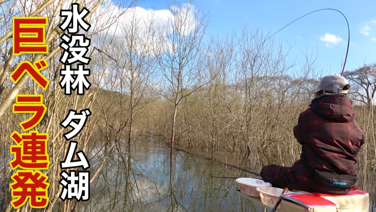 山奥にある水没林でへらぶな釣りしたら尺半クラスの巨ベラが釣れまくり！【花山ダム】