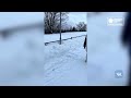 Отрава для собак в Солнечном береге  Новости Кирова 01 03 2022
