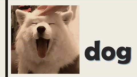 Animals, quick minds 1, unit 4