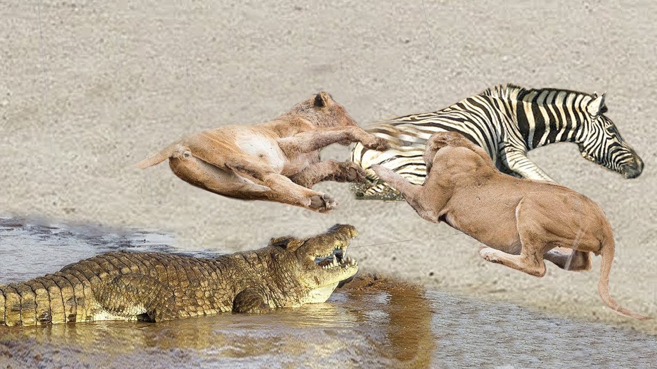 Crocodile, Lion Ambush Zebra - Zebra try to escape But Fail - Wild Animals Attack