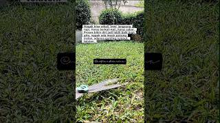 Rumput nggak rapi karena sekali 'kres', tapi karena guntingnya telaten. berkali-kali. #asmr #fyp