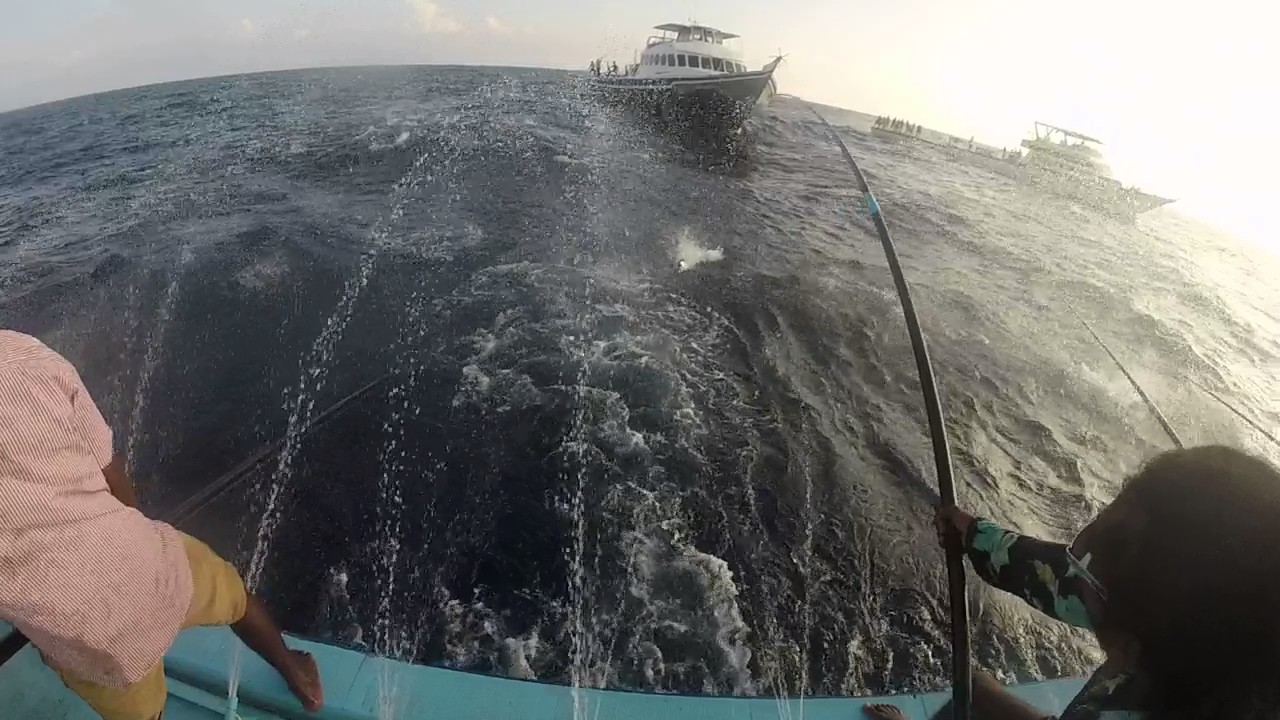 Footage of poleandline fishing. © IPNLF YouTube