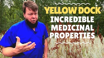 Yellow Dock - Edible and Medicinal! [Quick Herbal Overview]