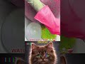 👉 Subscribe karo & bell icon 🔔 dabana mat bhoolna! #relatable #cutecats