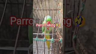 Parrot Talking 🤣🦜#shortsfeed #parrottalking #funnyshorts #funnyparrot