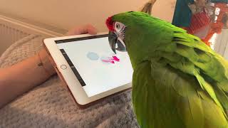 Pet Macaw Draws a Beautiful Picture! || Artistic Animals! by Soaring Wings Flock 896 views 2 years ago 1 minute, 31 seconds