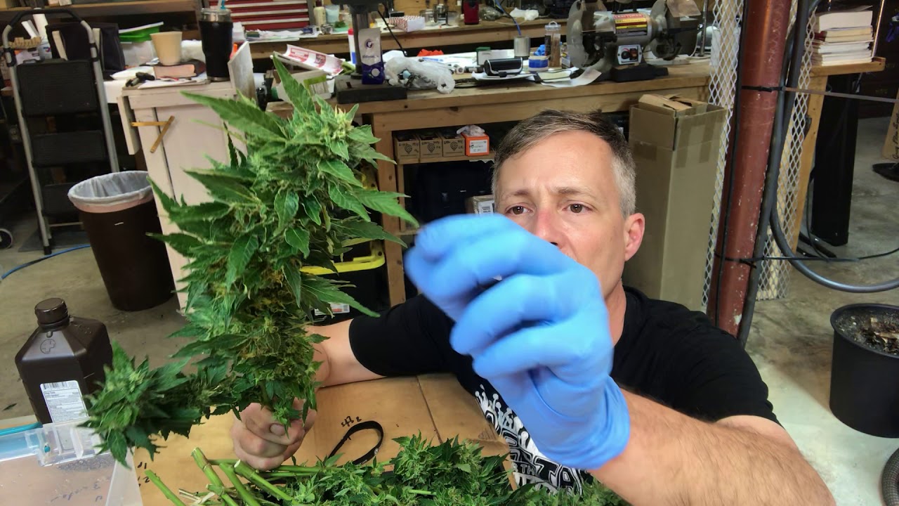 How To Wash Cannabis Hemp Plants 1 YouTube