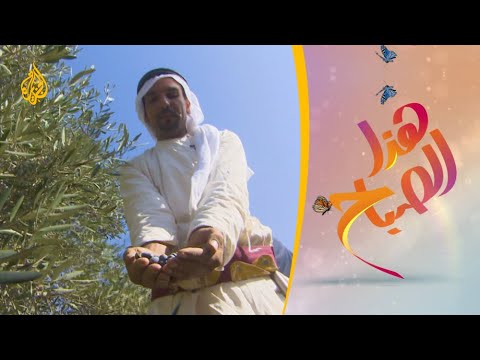 هذا الصباح طقوس سنوية احتفالية ترافق موسم قطف الزيتون بغزة