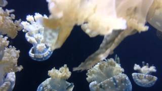 Relaxing Jellyfish screenshot 5