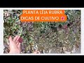PLANTA LÉIA RUBRA, DICAS DE CULTIVO 🌺