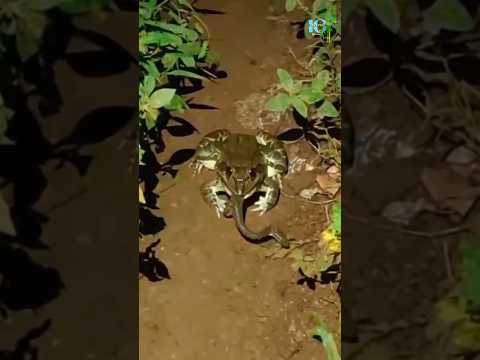 वीडियो: हिरण को खिलाने के 4 तरीके
