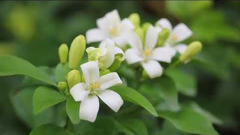 Karthika pookooda nivarthi.................**kdas**