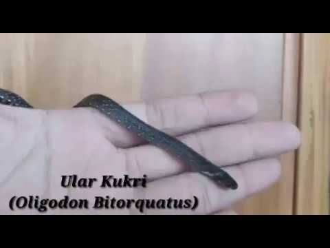 qishloqdagi barcha ayollar uchun bitta erkak