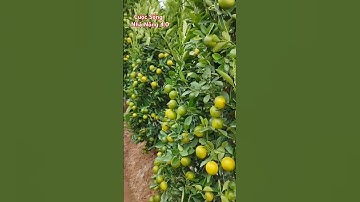 Làng nghề quất cảnh Hưng Yên có từ bao giờ #shots