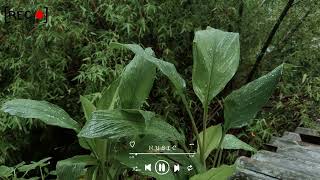 🌧️🎹 The Melody of Rain | Peaceful Piano & Nature Sounds for Sleep | 빗소리와 피아노의 멜로디