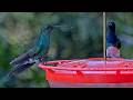 White-vented Plumeleteer Makes A Brief Stop At Panama Hummingbird Feeder Cam | April 29, 2026
