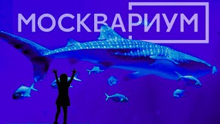 МОСКВАРИУМ - ОКЕАН В ГОРОДЕ, ОБИТАТЕЛИ, ЦЕНЫ.          КАРТА ПОДВОХА