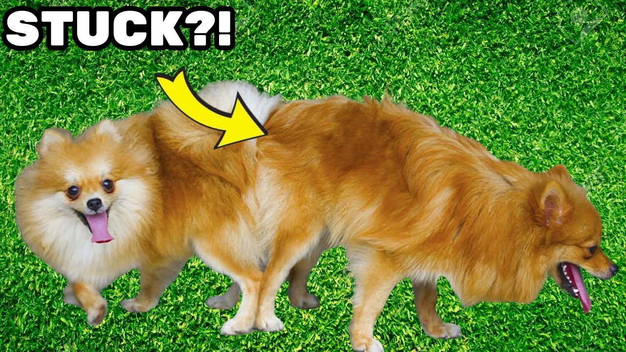 SHOCKING Dog Behaviors Explained!
