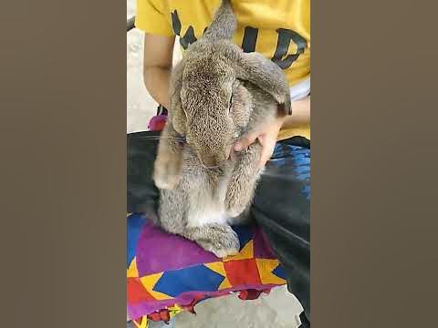 колик - YouTube