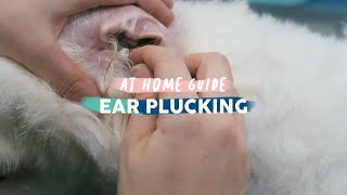 How To Pluck A Dog's Ears #doggrooming #groomingtutorial