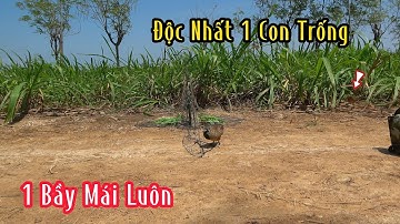 1 Bầy Chim Cút Mái Dính Bẩy Thấy Mê | Đam Mê Săn Bắt