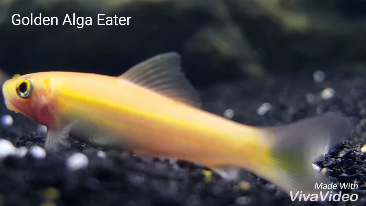 GOLDEN ALGAE EATER. YouTube