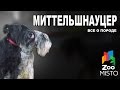 Миттельшнауцер - Все о породе собаки | Собака породы Миттельшнауцер