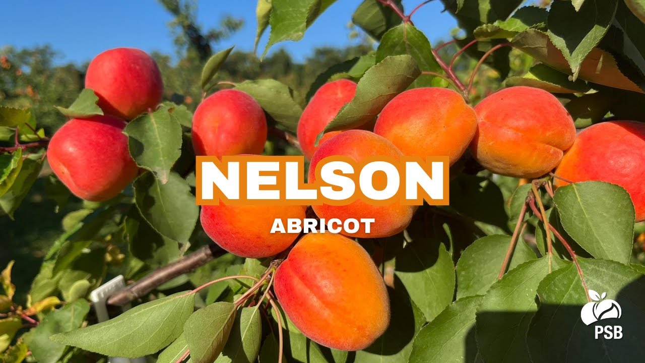 Nelson, Drôme - Juillet 2025 🇫🇷 | 🎬English subtitles 🇬🇧