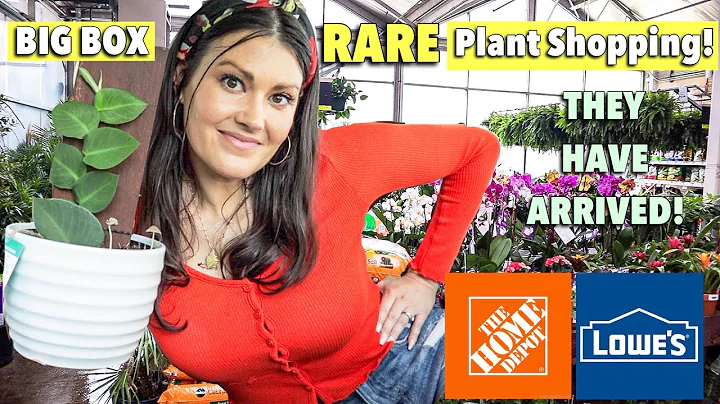 $6 Manjula Pothos! Big Box Rare Plant Shopping | L...