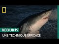 Quelle est la technique dattaque du grand requin blanc 