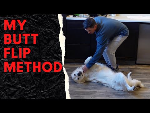 Video: Prečo pes môže uhryznúť, keď si chytiť golier a Snap vodítko