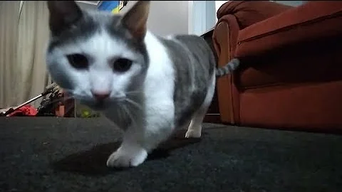 Video 2874201: munchkincat munchkins, cat munchkincat fetch, cute little munchkin cat, cute munchkin cat playing