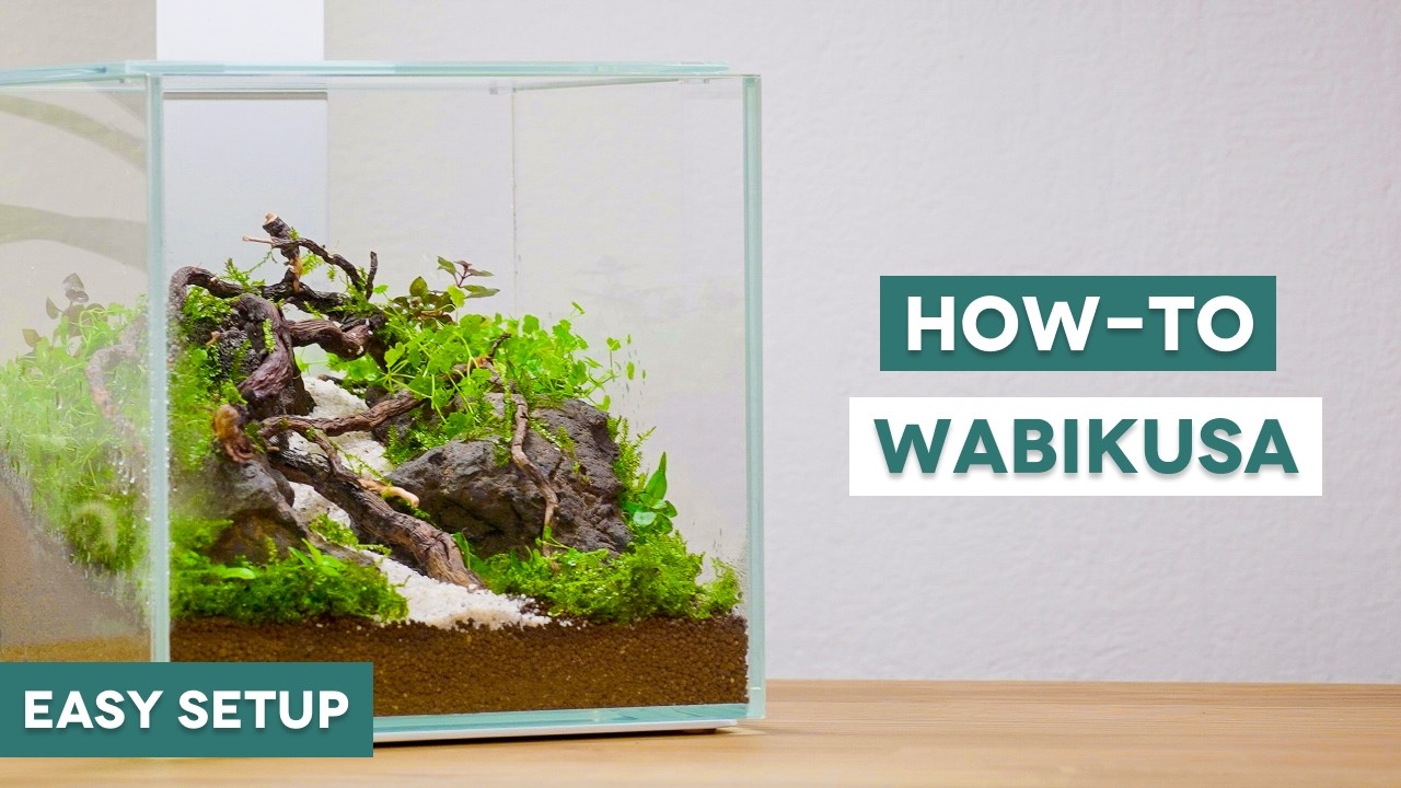 Making a stunning planted nano cube terrarium step by step