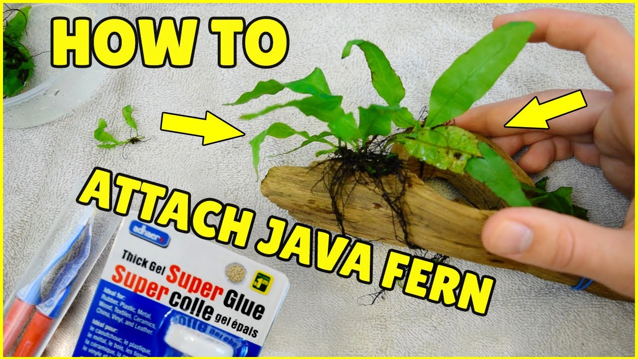 How To: Attach JAVA FERN on DRIFTWOOD - (Tips and Tricks)