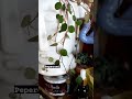 nuevas plantitas #peperomia #pepperspot #plantascolgantes #plantas