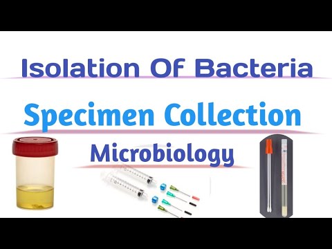 Isolation Of Bacteria In Hindi ll Specimen Collection ll Microbiology