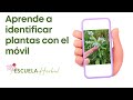 Guía definitiva para identificar PLANTAS con el móvil 🌼