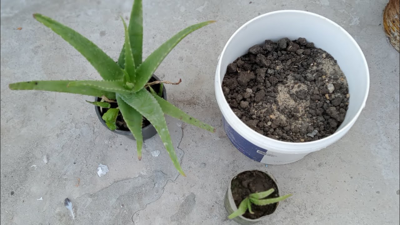 نقل شتلة الالوفيرا كيف تجعل نبتة الالوفيرا تنمو بسرعة رهيبة وتزدهر وتعطيك عشرات الشتلات في وقت قصير